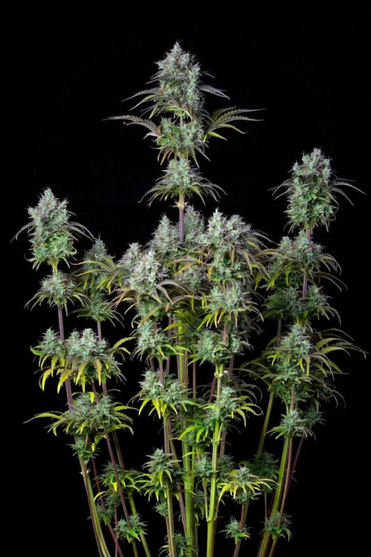 BIG BUD AUTO STRAIN - SeedySide