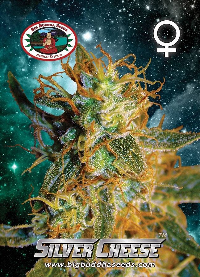 BIG BUDDHA: SILVER CHEESE - SeedySide