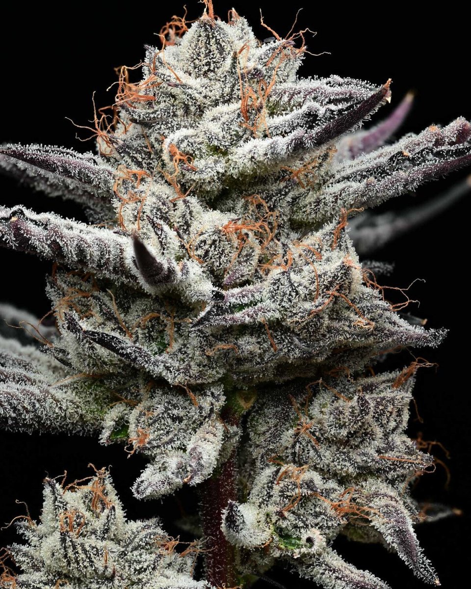 BLACK CHERRY GUSHERS STRAIN - SeedySide