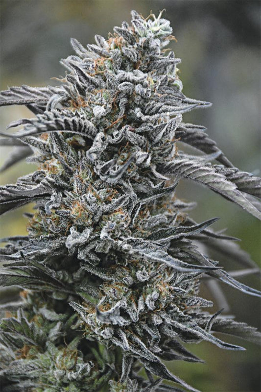 BLACK D.O.G STRAIN - SeedySide