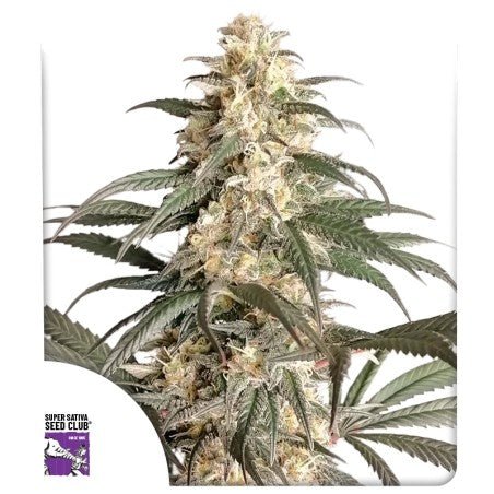 BLACK LEBANON STRAIN - SeedySide