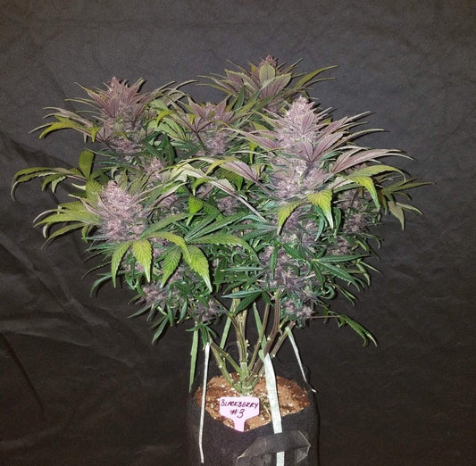 BLACKBERRY AUTO STRAIN - SeedySide