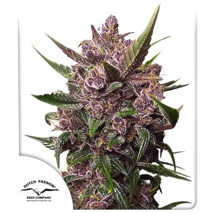 BLACKBERRY KUSH AUTO STRAIN - SeedySide