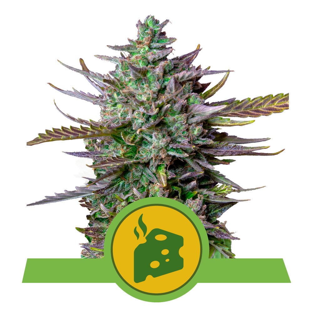 BLUE CHEESE AUTO STRAIN - SeedySide