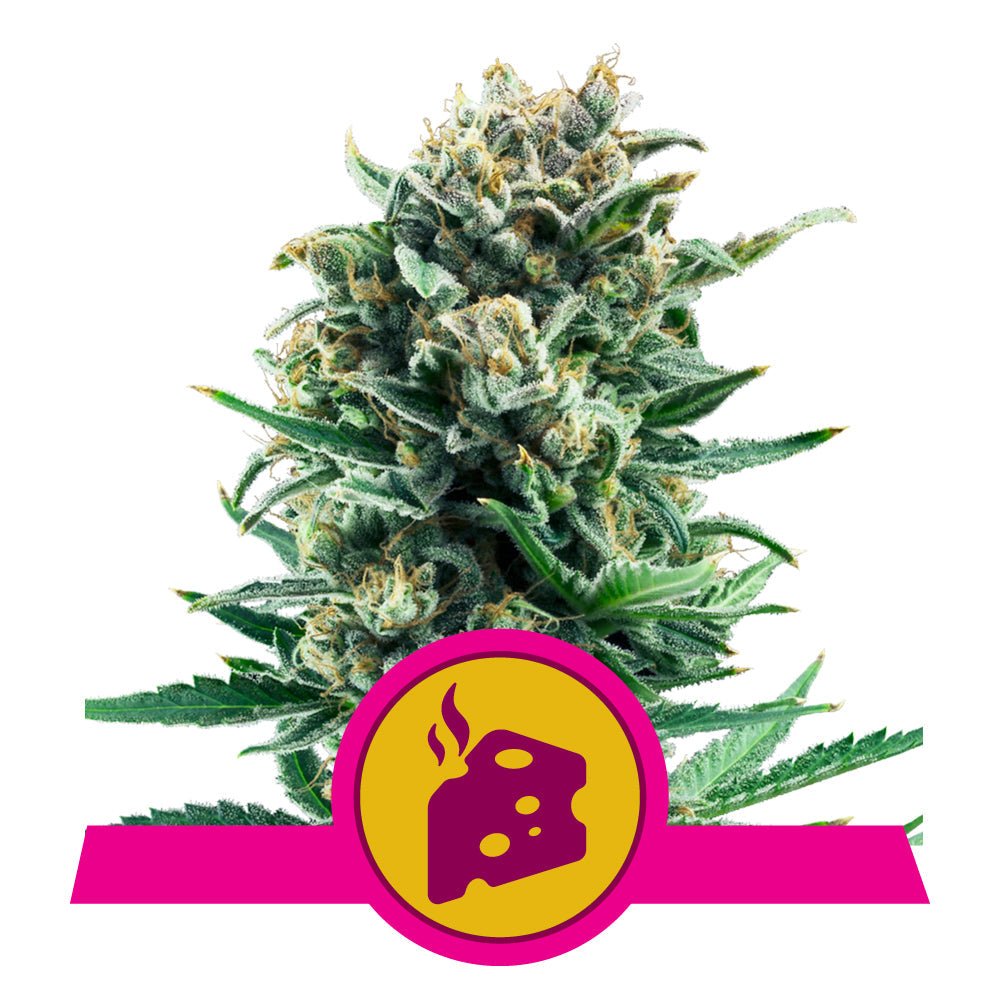 BLUE CHEESE STRAIN - SeedySide