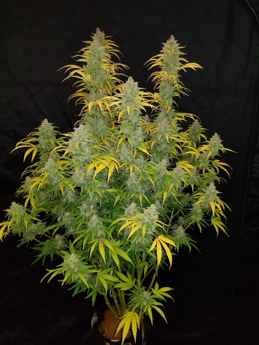 BLUE DREAM AUTO STRAIN - SeedySide