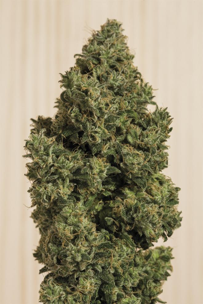 BLUE DREAM CBD AUTO STRAIN - SeedySide
