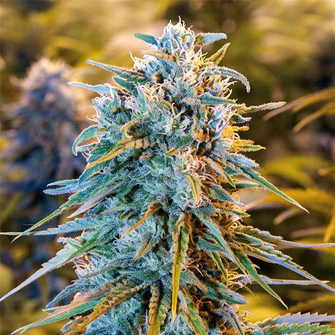 BLUE DREAM STRAIN - SeedySide