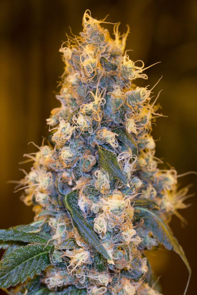 BLUE FIRE STRAIN - SeedySide