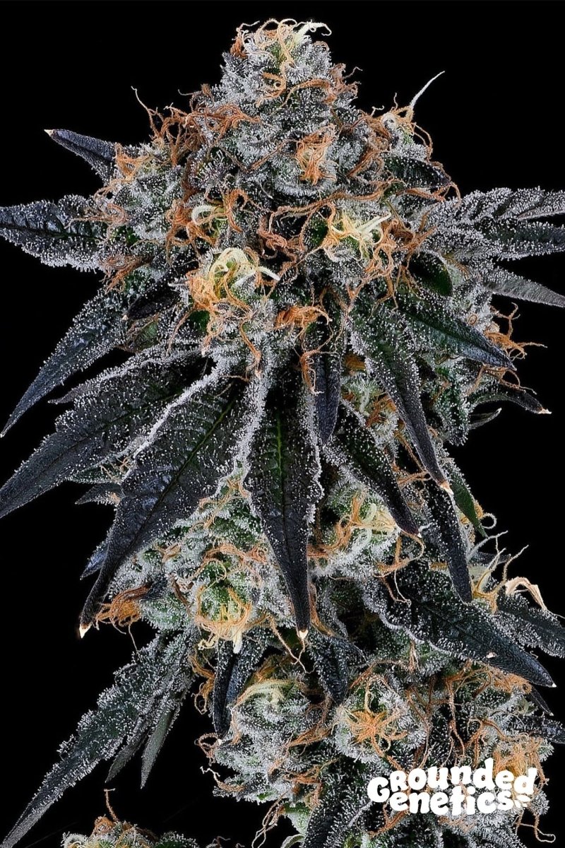 BLUE FUMEZ JUMPSHOT X RS11 STRAIN - SeedySide