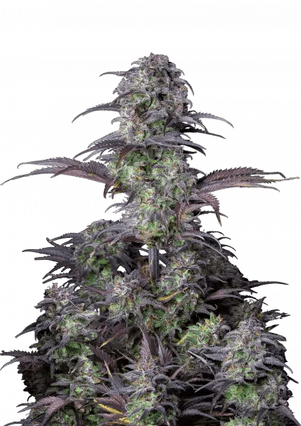 BLUEBERRY AUTO STRAIN - SeedySide