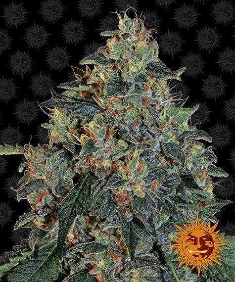 BLUEBERRY OG STRAIN - SeedySide