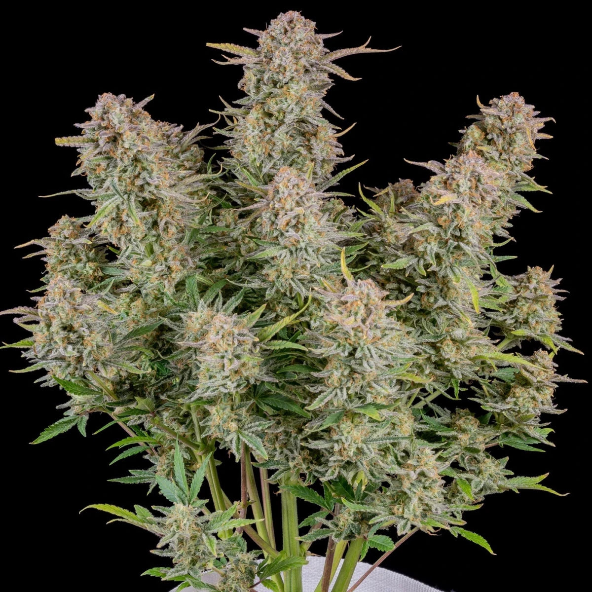 BRUCE BANNER AUTO STRAIN - SeedySide