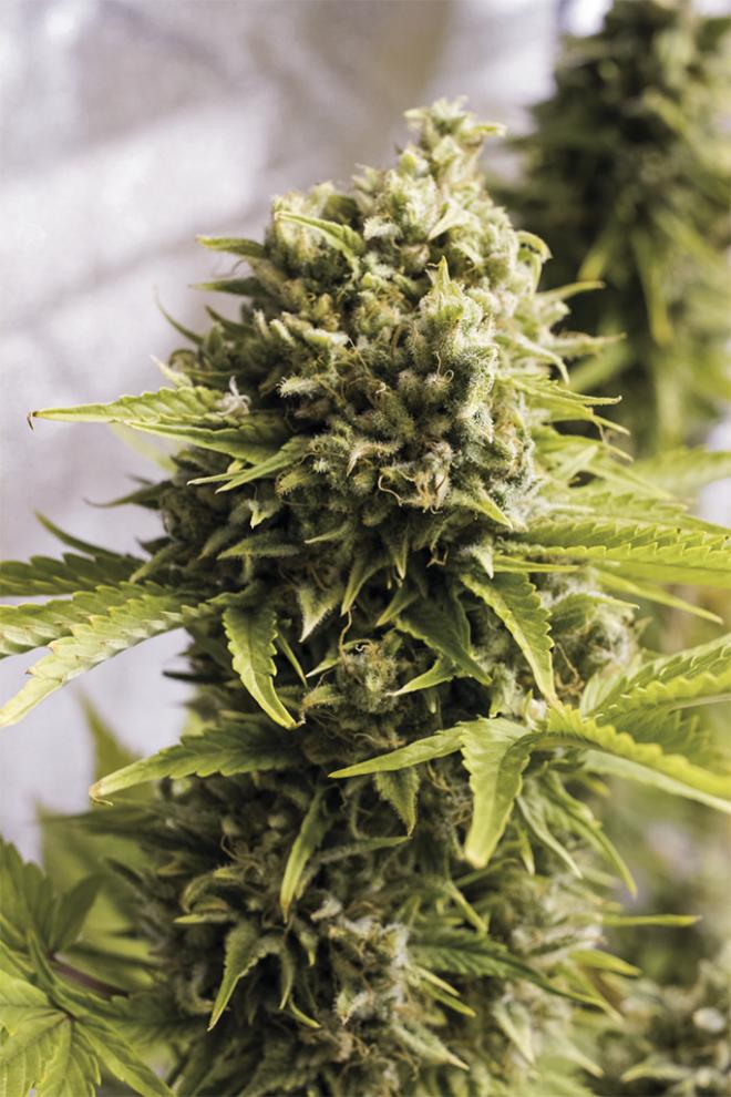 BUBBA CHEESE AUTO STRAIN - SeedySide