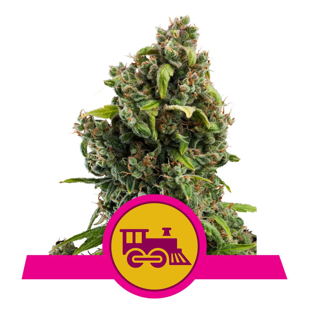 CANDY KUSH EXPRESS STRAIN - SeedySide