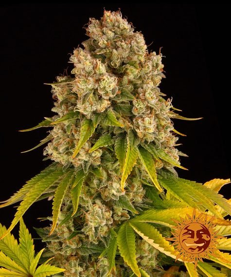 CHEESE AUTO STRAIN - SeedySide