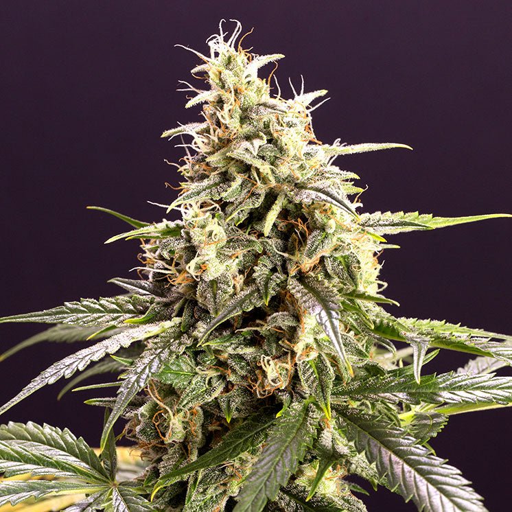 CHEM BOMB AUTO STRAIN - SeedySide