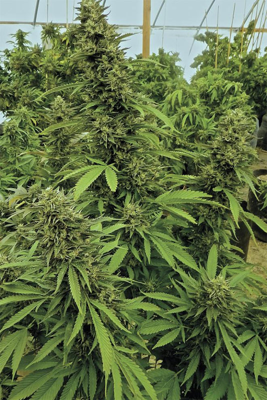 CHEMDAWG STRAIN - SeedySide