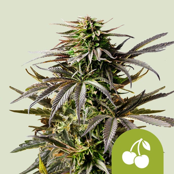 CHERRY PIE AUTO STRAIN - SeedySide