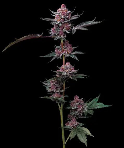 CHERRY POPPERS STRAIN - SeedySide