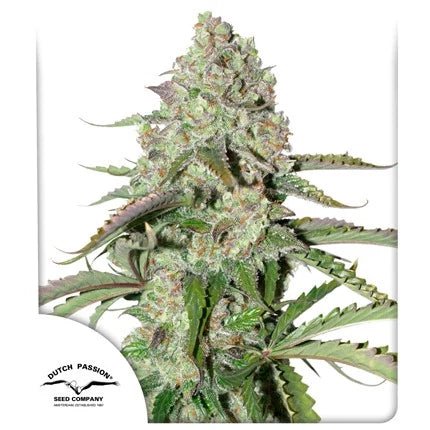 COLORADO COOKIES AUTO STRAIN - SeedySide