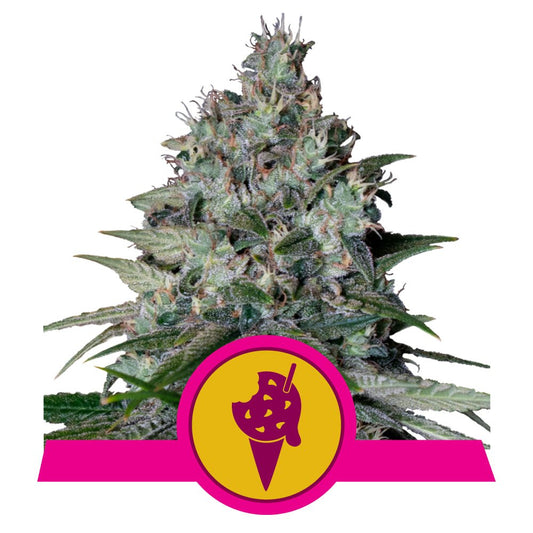 COOKIES GELATO STRAIN - SeedySide