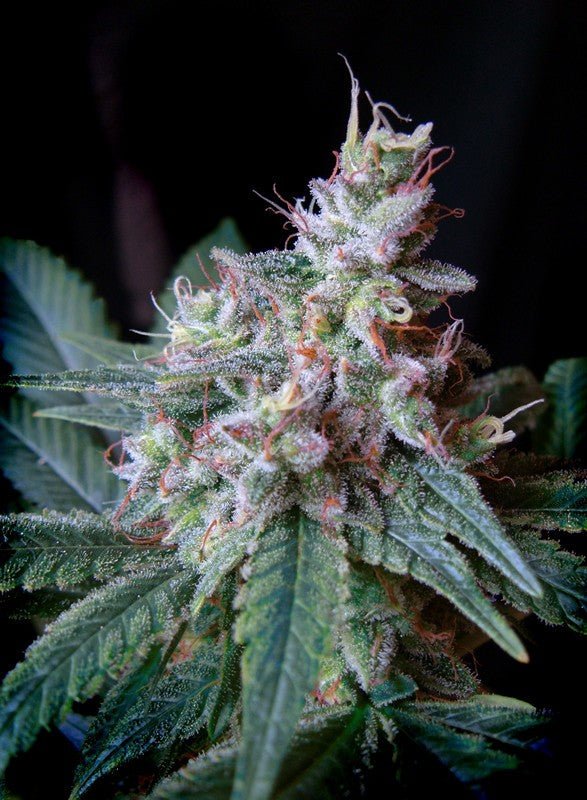 CREAM CARAMEL STRAIN - SeedySide