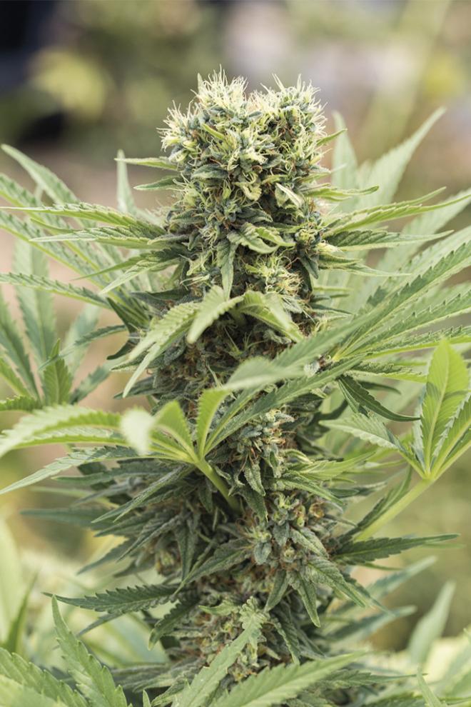 DEDOVERDE HAZE STRAIN - SeedySide