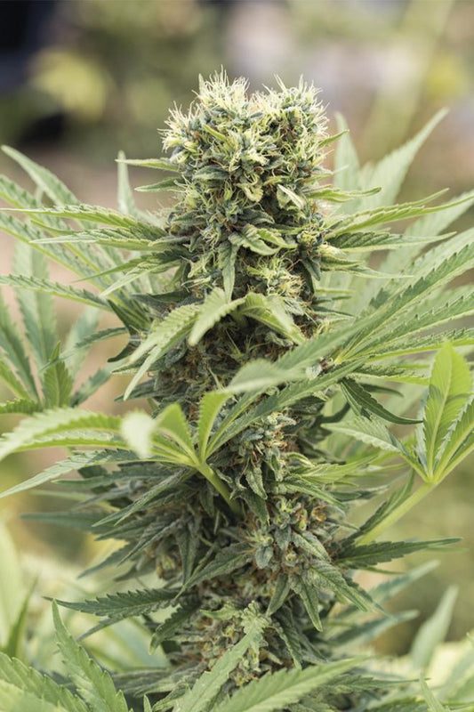 DEDOVERDE HAZE STRAIN - SeedySide