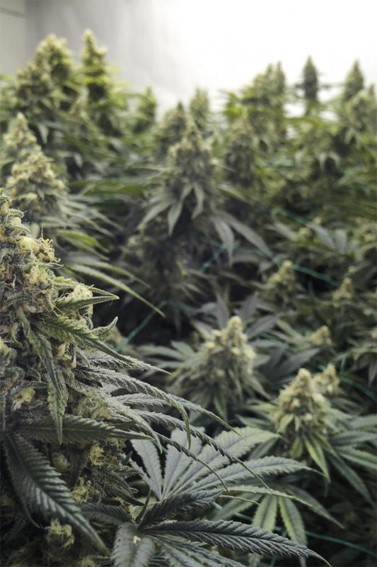DESERT DIESEL STRAIN - SeedySide