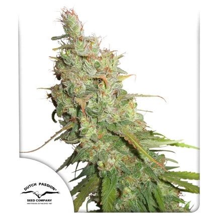 DESFRAN AUTO STRAIN - SeedySide
