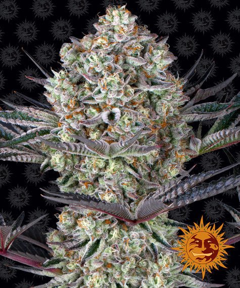 DOS SI DOS 33 STRAIN - SeedySide