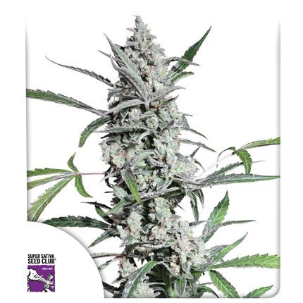 FAT PETE'S COOKIES AUTO STRAIN - SeedySide
