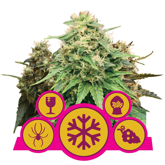 FEMINIZED MIX STRAIN - SeedySide