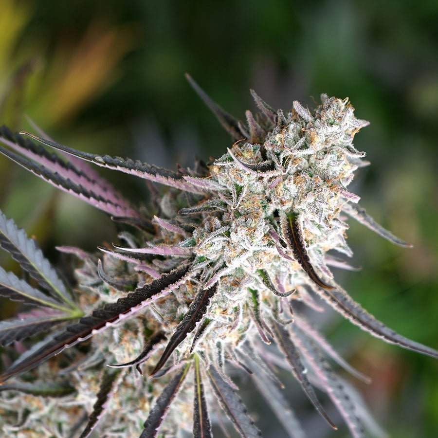 FLORIDA GASPACK STRAIN - SeedySide