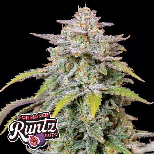 FORBIDDEN RUNTZ AUTO STRAIN - SeedySide