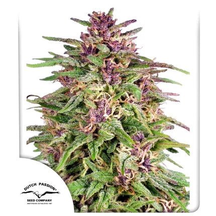 FRISIAN DEW STRAIN - SeedySide