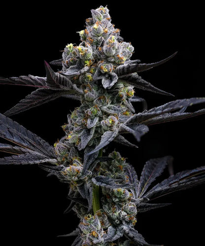GARLIC COOKIES STRAIN - SeedySide