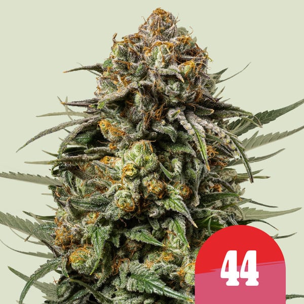 GELATO 44 STRAIN - SeedySide