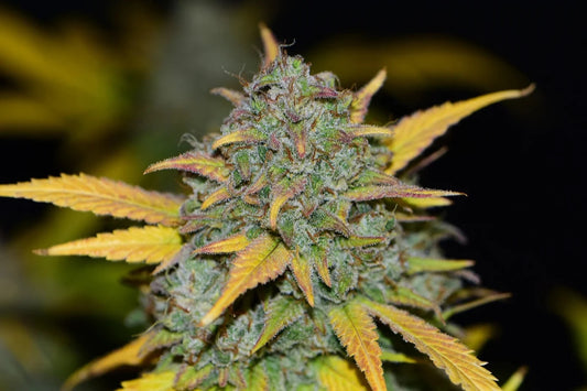 GELATO AUTO STRAIN - SeedySide