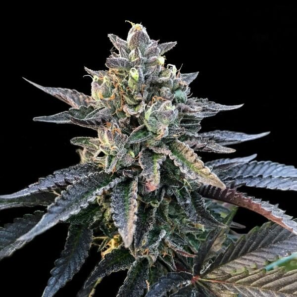 GELATO SORBET STRAIN - SeedySide