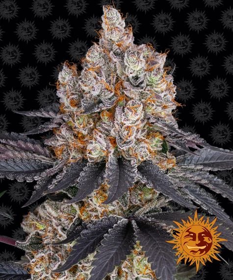 GELATO STRAIN - SeedySide