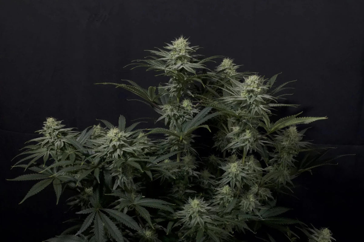 GG4 SHERBET FF STRAIN - SeedySide