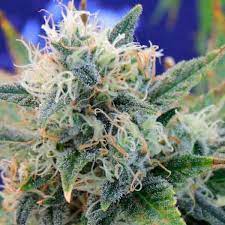 GIRL SCOUT COOKIES STRAIN - SeedySide