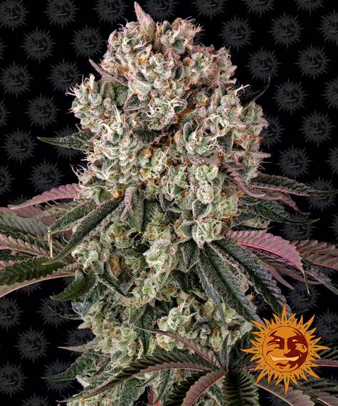 GLOOKIES STRAIN - SeedySide