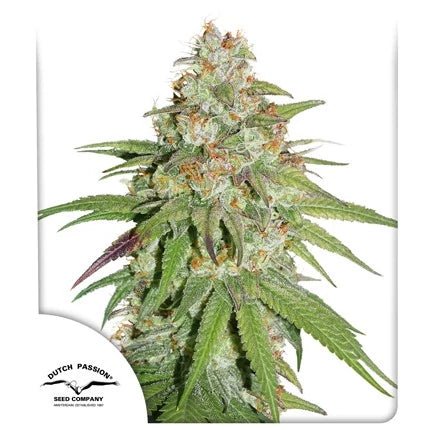 GLUEBERRY OG STRAIN - SeedySide