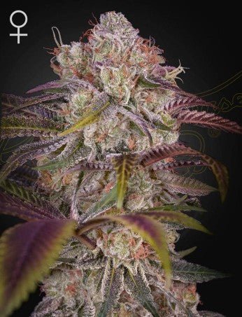 GRAN JEFA: MONEY MAKER X RUNTZ STRAIN - SeedySide