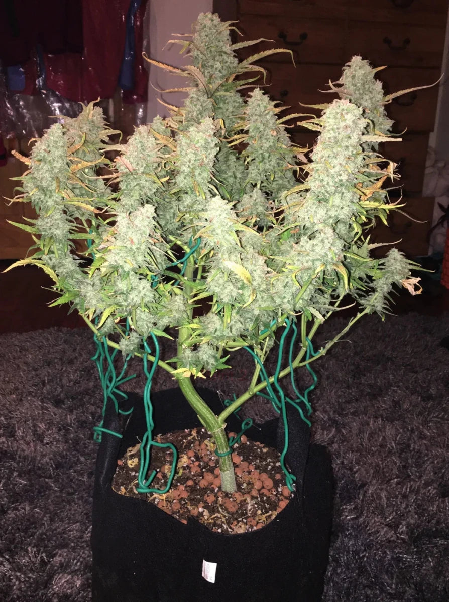 GREEN CRACK AUTO STRAIN - SeedySide