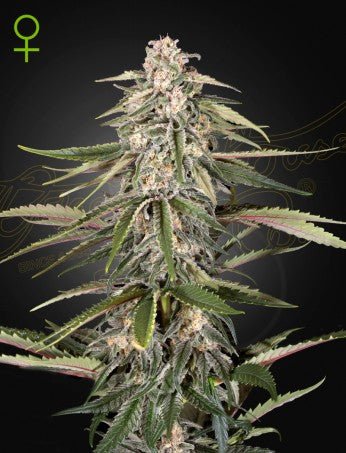 GREEN - O - MATIC AUTO STRAIN - SeedySide
