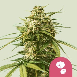 GUSHERS STRAIN - SeedySide